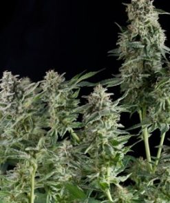 Alternative view of Northern Lights Fem