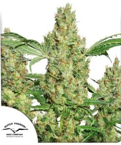 Alternative view of Power Plant Fem