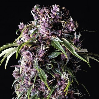Purple Fem - Imagen 2