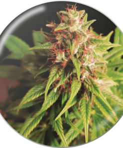 Alternative view of Red Cross CBD Fem