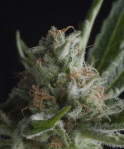 Alternative view of Shark CBD Fem