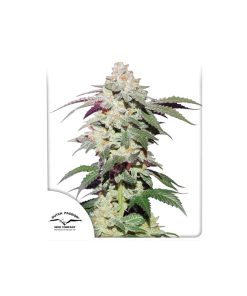 Alternative view of Skywalker Haze Fem Dutch Passion