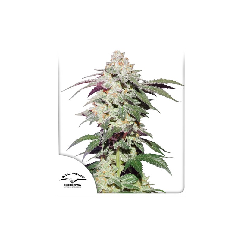 Skywalker Haze Fem - Imagen 2