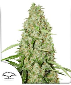 Alternative view of Think Fast Fem
