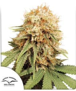 Alternative view of White Widow Fem