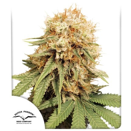 White Widow Fem - Imagen 2