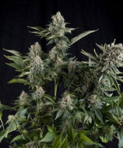 Alternative view of White Widow Fem