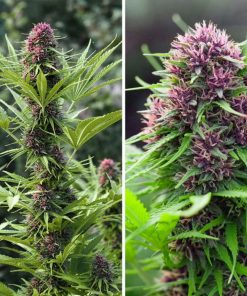 Alternative view of Frisian Dew Fem