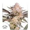 Orange Bud 2.0 Dutch Passion semillas feminizadas híbridas