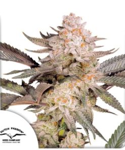 Orange Bud 2.0 Dutch Passion semillas feminizadas híbridas