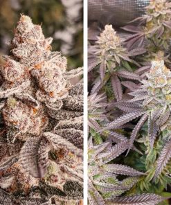 Orange Bud 2.0 Dutch Passion semillas feminizadas híbridas