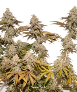 Tropical Tangie Dutch Passion semillas feminizadas sativa
