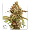 Tropical Tangie Dutch Passion semillas feminizadas sativa