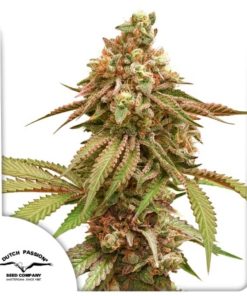 Tropical Tangie Dutch Passion semillas feminizadas sativa
