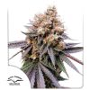 GMO Fast Dutch Passion X3 semillas feminizadas