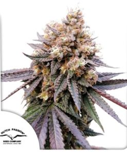 GMO Fast Dutch Passion X3 semillas feminizadas