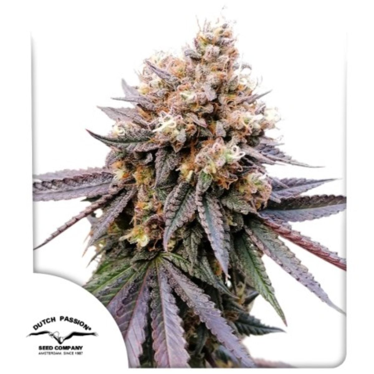 GMO Fast Dutch Passion X3 semillas feminizadas