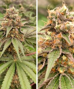 Alternative view of GMO Fast Fem