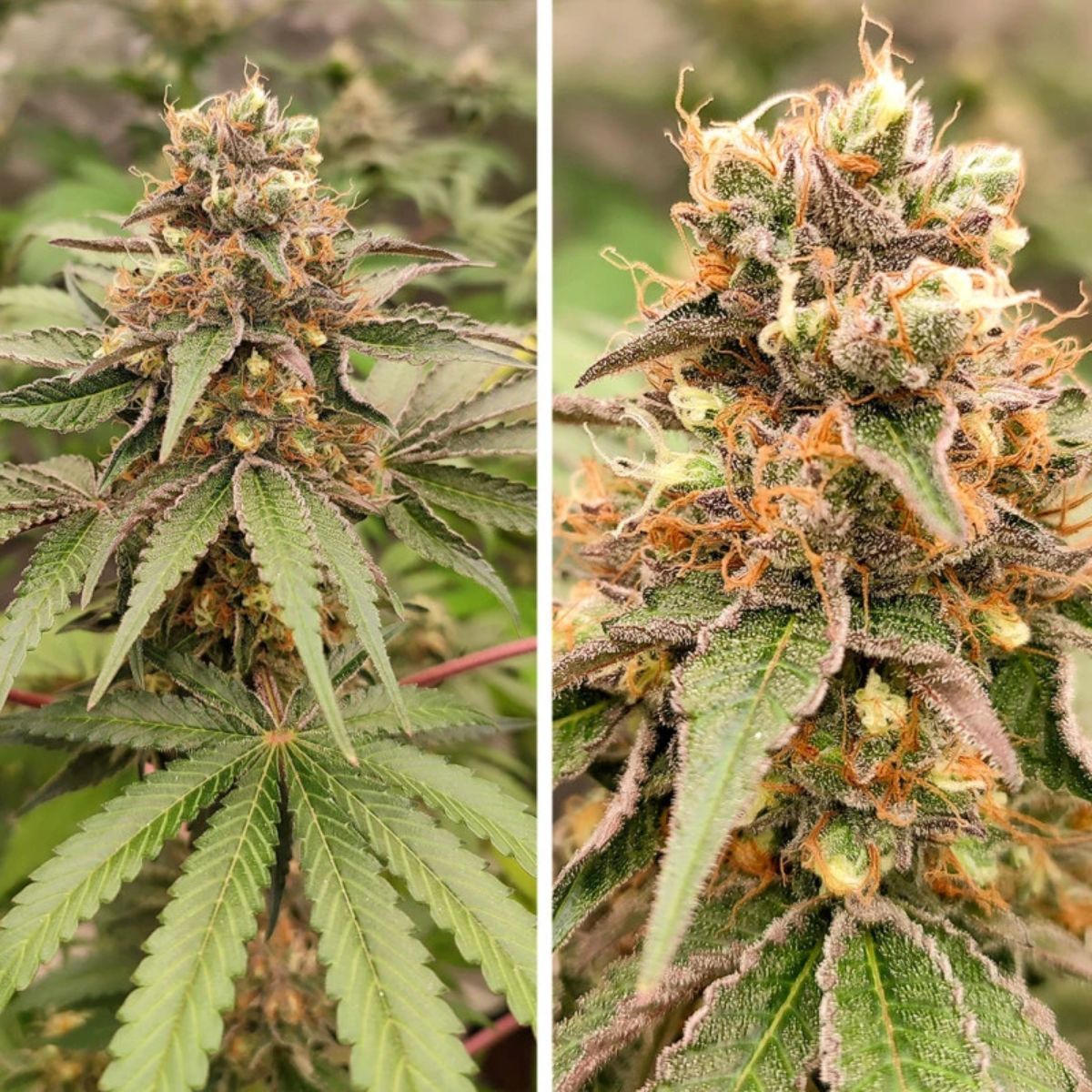 GMO Fast Fem - Imagen 2