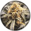 Recovery CBD Medical Seeds x3 semillas feminizadas
