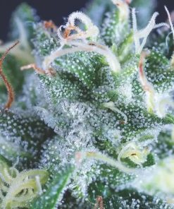 Alternative view of Auto Gelato